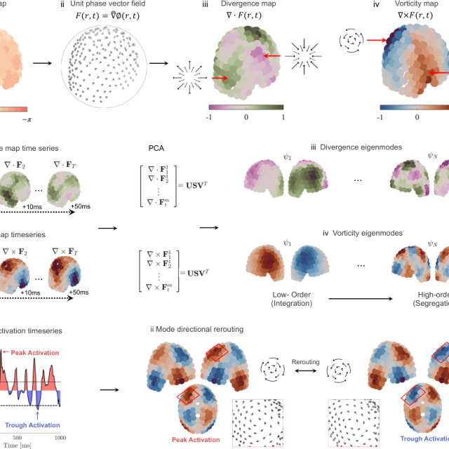 Figure from A universal dynamic routing architecture governs the flow of human cortical activity
