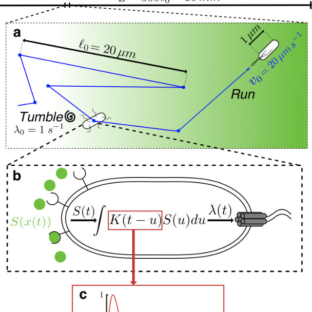 Figure from Cellular memory enhances bacterial chemotactic navigation in rugged environments