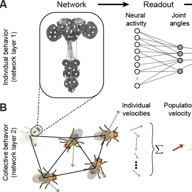 Figure from Connecting the dots in ethology: applying network theory to understand neural and animal collectives
