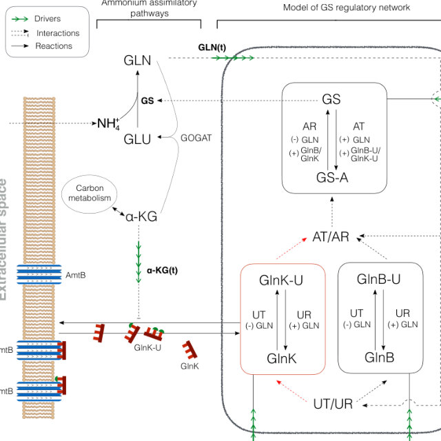 Figure from GlnK facilitates the dynamic regulation of bacterial nitrogen assimilation