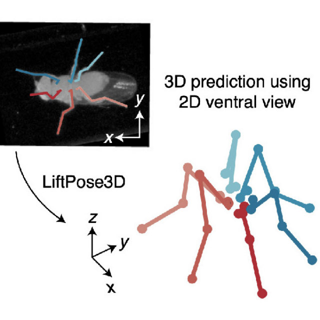 Figure from LiftPose3D, a deep learning-based approach for transforming two-dimensional to three-dimensional poses in laboratory animals