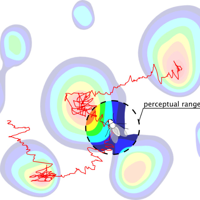 Figure from Collective search with finite perception: transient dynamics and search efficiency